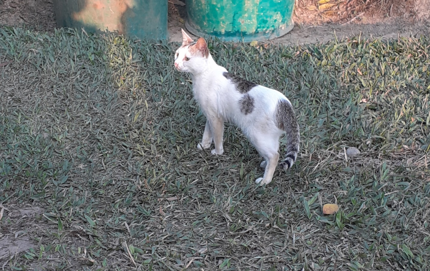 Tutu the cat