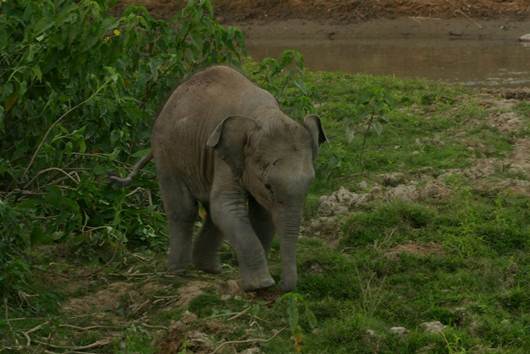 Baby elephant