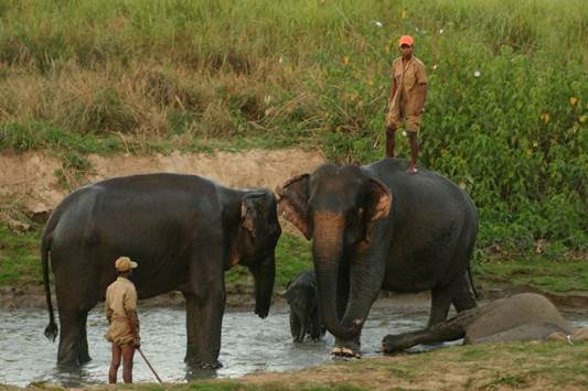 Elephants by river