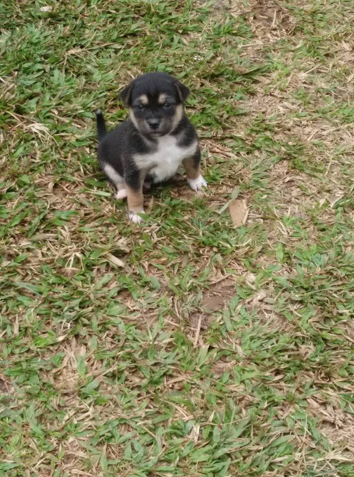 Small puppy