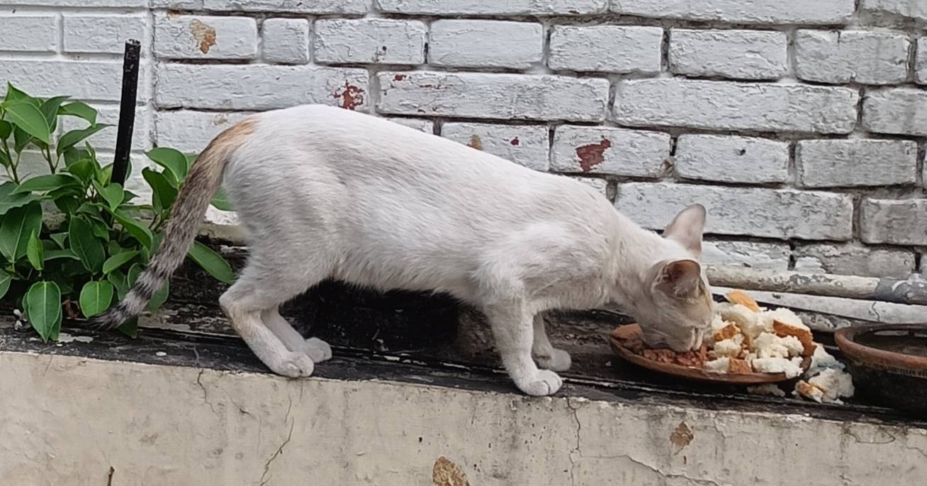 Cat being fed