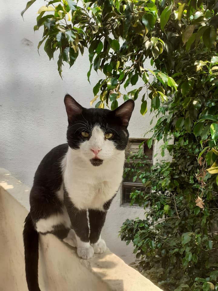 Cat outside