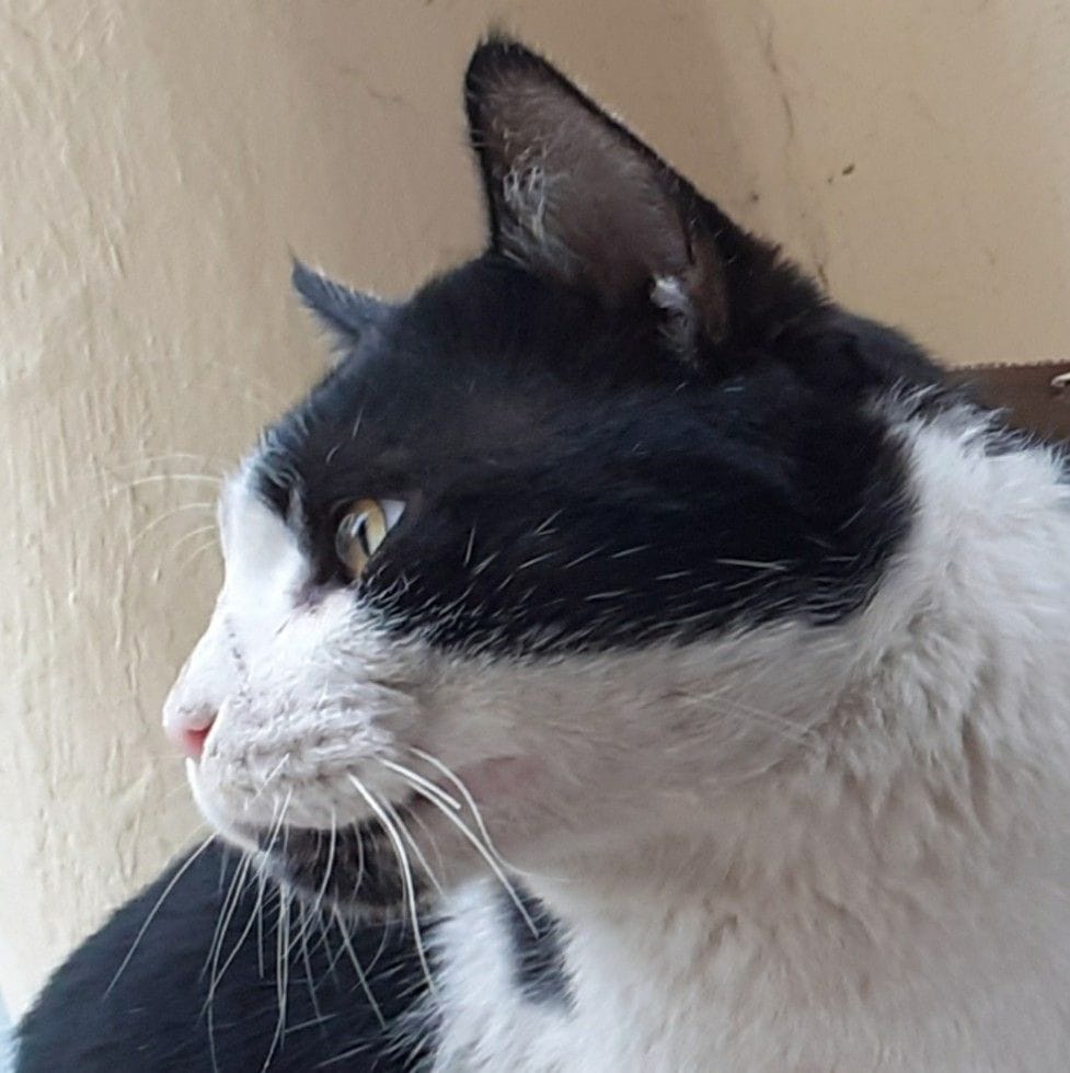 Cat portrait