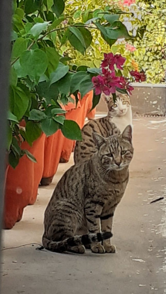 Cats in garden