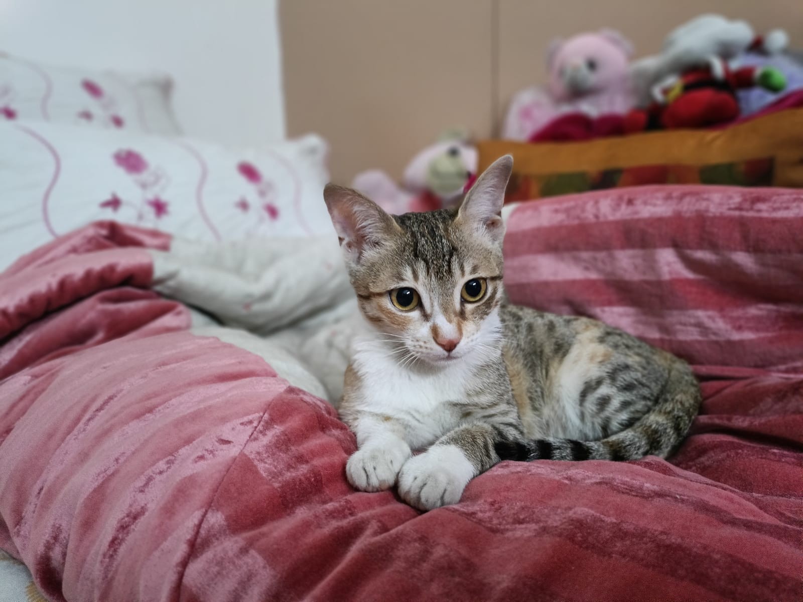 Rehomed cat